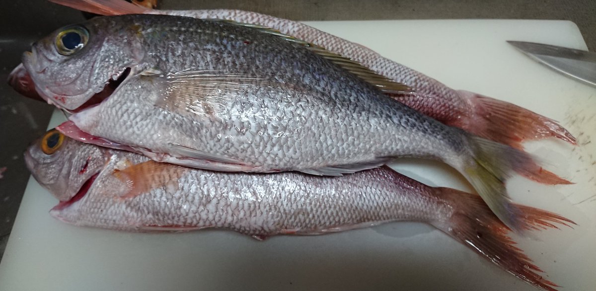 西 丈一郎 D 沖縄の魚 高級魚 クルキンマチ ヒメダイ 姫鯛 シチューマチ アオダイ 刺身 食テロ注意 知り合いの船長から約30cmの魚を貰ったので 捌きました 写真の上にいるのが シチューマチ アオダイ 下にいるのが クルキンマチ ヒメダイ 生魚 西 丈一郎 D 沖縄の魚 高級魚 クルキンマチ ヒメダイ 姫鯛 シチューマチ アオダイ 刺身 食テロ注意 知り合いの船長から約30cmの魚を貰ったので 捌きました 写真の上にいるのが シチューマチ アオダイ 下にいるのが クルキンマチ ヒメダイ 生魚
