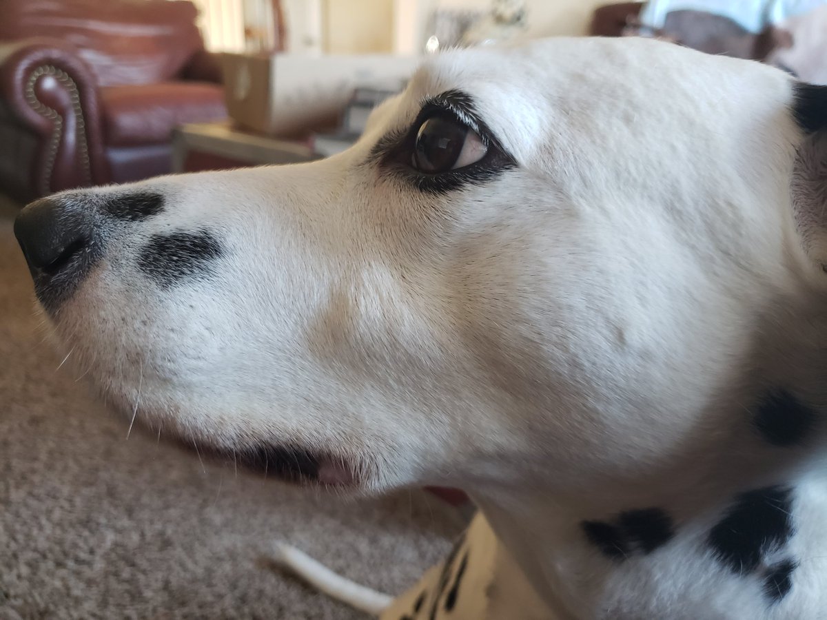 DrGuthrieTweets's tweet image. @smagadance

I'm wondering if we should just change the name of our podcast to "Lollie's podcast with those other guys"

I hear there might be a new episode coming out today?

@SharingTheBrain
@Jenni_Donohoo