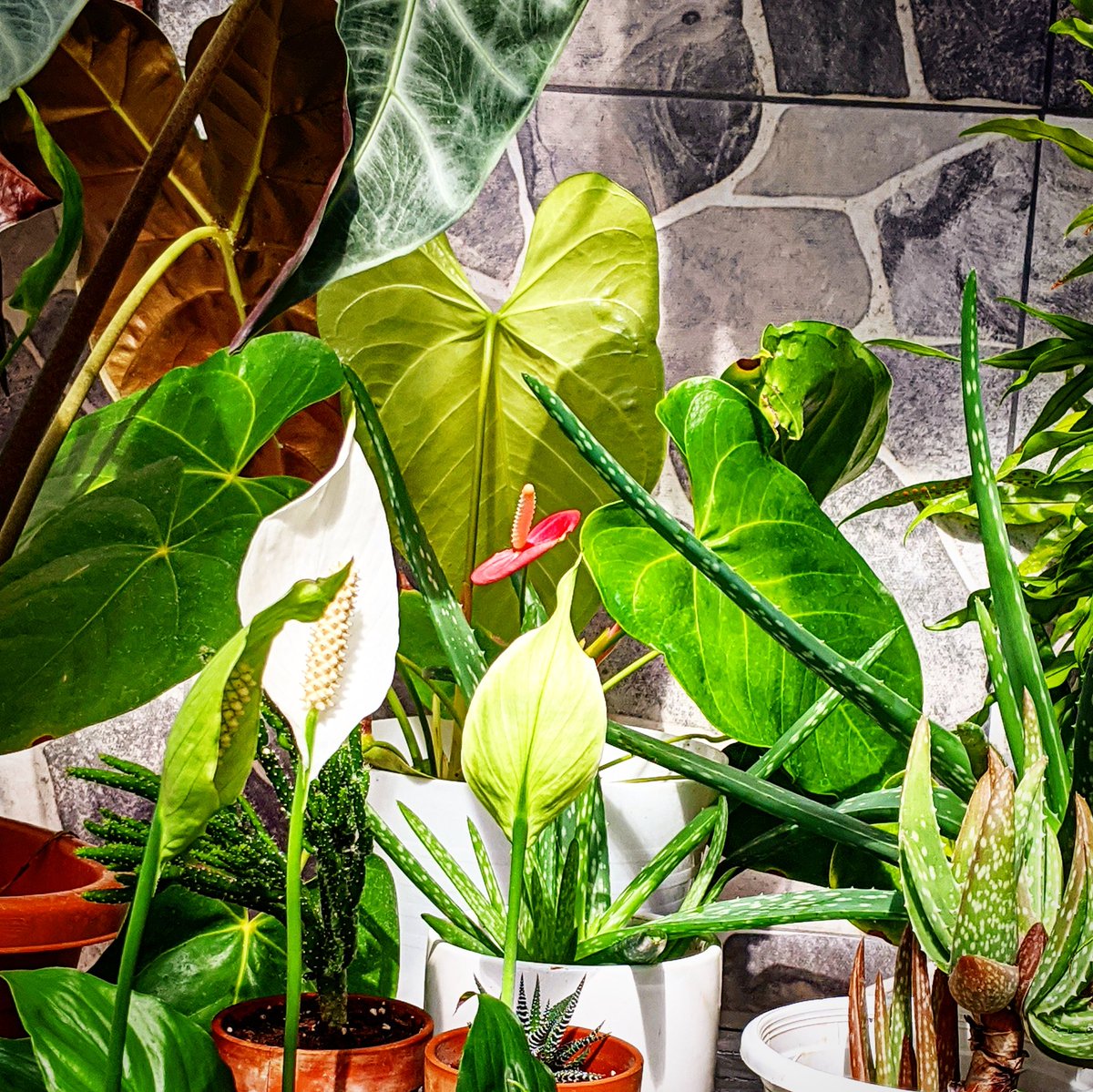 rodrigueztornes's tweet photo. Green dose.
Dosis Verde.
#houseplants #plants #gardening #tropicalplants #PuertoRico #plantas #vivero https://t.co/LcPREKlEYw