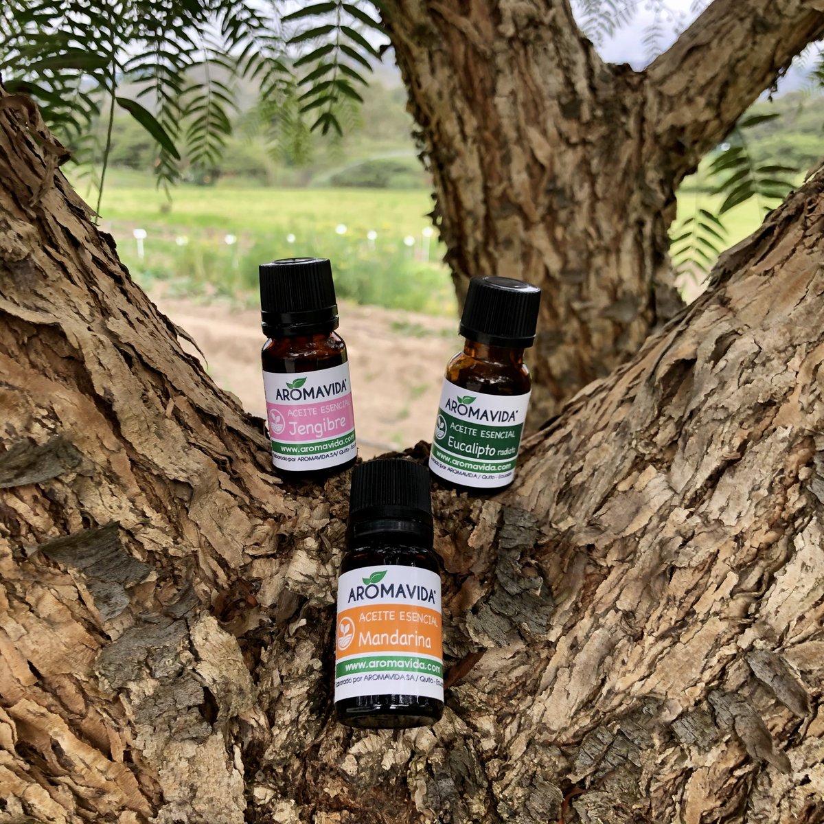 Aromavida_Ec's tweet photo. Ordena los aceites esenciales que más te gustan en nuestra tienda en línea https://t.co/C39MAHEoe7 #aceitesesenciales #productosnaturales #organicos https://t.co/XEUMntxKJx