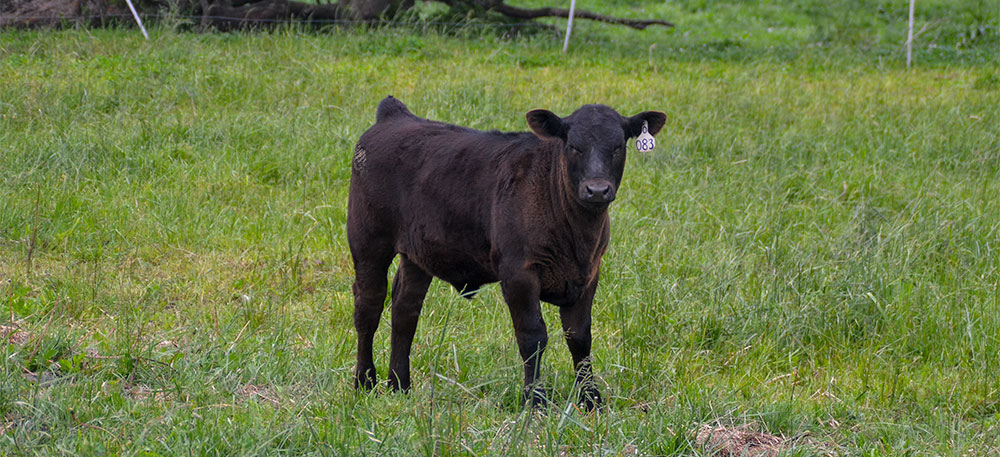 Learn how to identify and control the most economically important parasite in today’s cattle herds: the brown stomach worm is a $2 billion problem. ow.ly/b4M550A2l6Y #ABBx