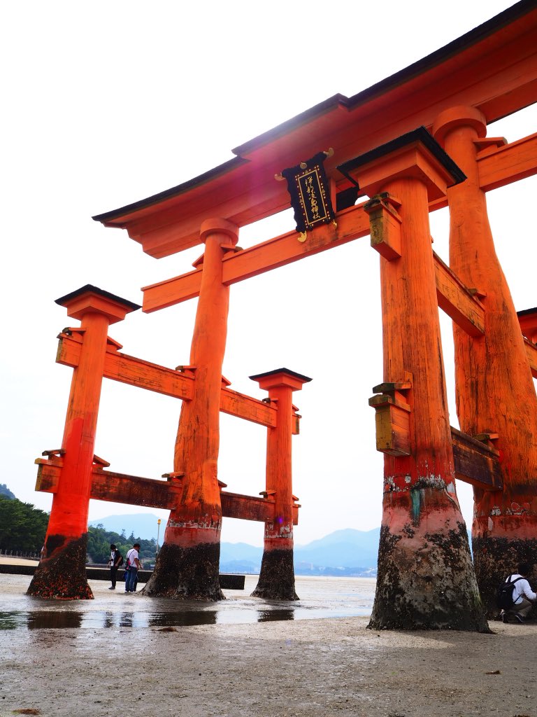 鯉かわいい ニャニャのイラスト