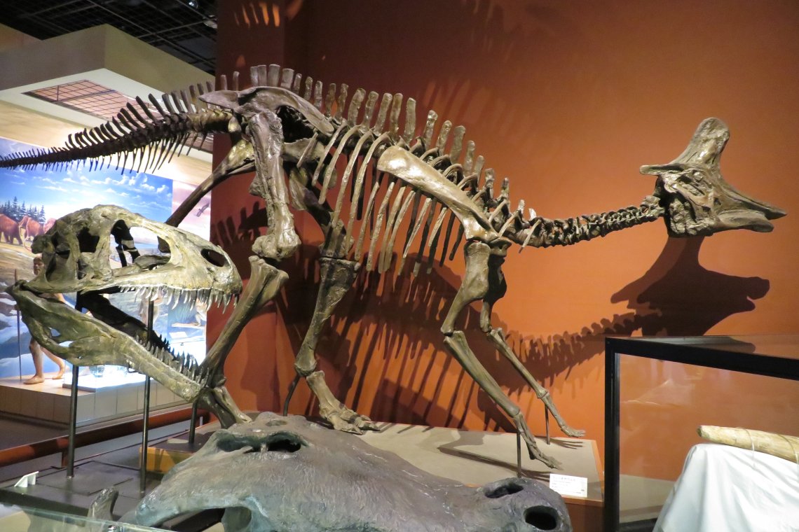 始祖鳥堂まふ M A F 茨城県自然博物館のランベオサウルス エア博物館 ランベオサウルス 類について考えるとき それなりにいろんなのの頭骨がいろんなところで見れるけどランベオの組み立て骨格はここくらいだなあってことに思いをはせる 数えて寝る