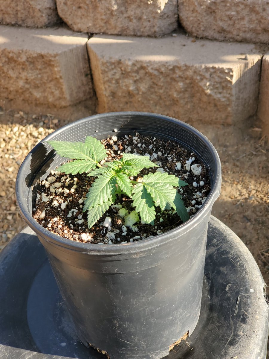 WalterWhiteofW1's tweet photo. G13 #photoperiod 
First Morning of natural Sun 
Put it out last night 🌙 got a bit cool so looks a bit limp 
It should pull out after its feeding of #terptea #rootsorganic #teatime #banginbuds #420fam #CannabisCommunity #GYO #iamcannibis #indica #cannabis #marijuana #outdoorgrow https://t.co/sUNz3jxBpO