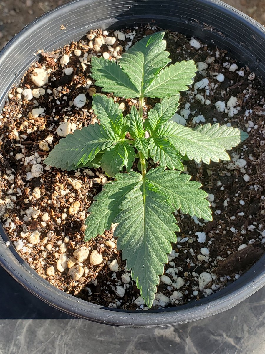WalterWhiteofW1's tweet photo. G13 #photoperiod 
First Morning of natural Sun 
Put it out last night 🌙 got a bit cool so looks a bit limp 
It should pull out after its feeding of #terptea #rootsorganic #teatime #banginbuds #420fam #CannabisCommunity #GYO #iamcannibis #indica #cannabis #marijuana #outdoorgrow https://t.co/sUNz3jxBpO