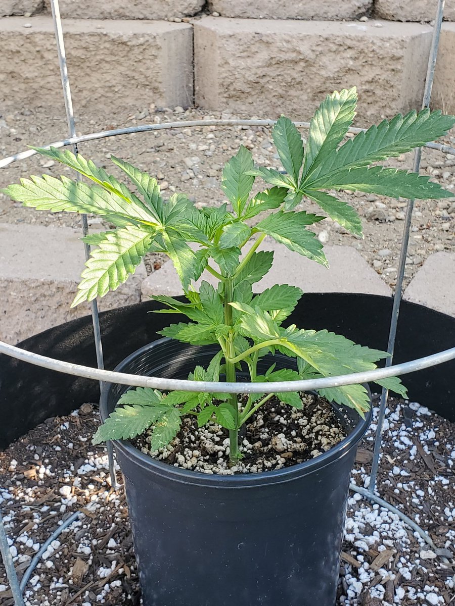 WalterWhiteofW1's tweet photo. Chem-4 #photoperiod 
Last day in the 1 gallon 
Will transplant at sundown 
Starting to get tall and has been topped several times 
#teatime #banginbuds #420fam #terptea #rootsorganic #outdoorgrow #hybrid #cannabis #sativa #indica #growyourown https://t.co/4pFdP9FbN4