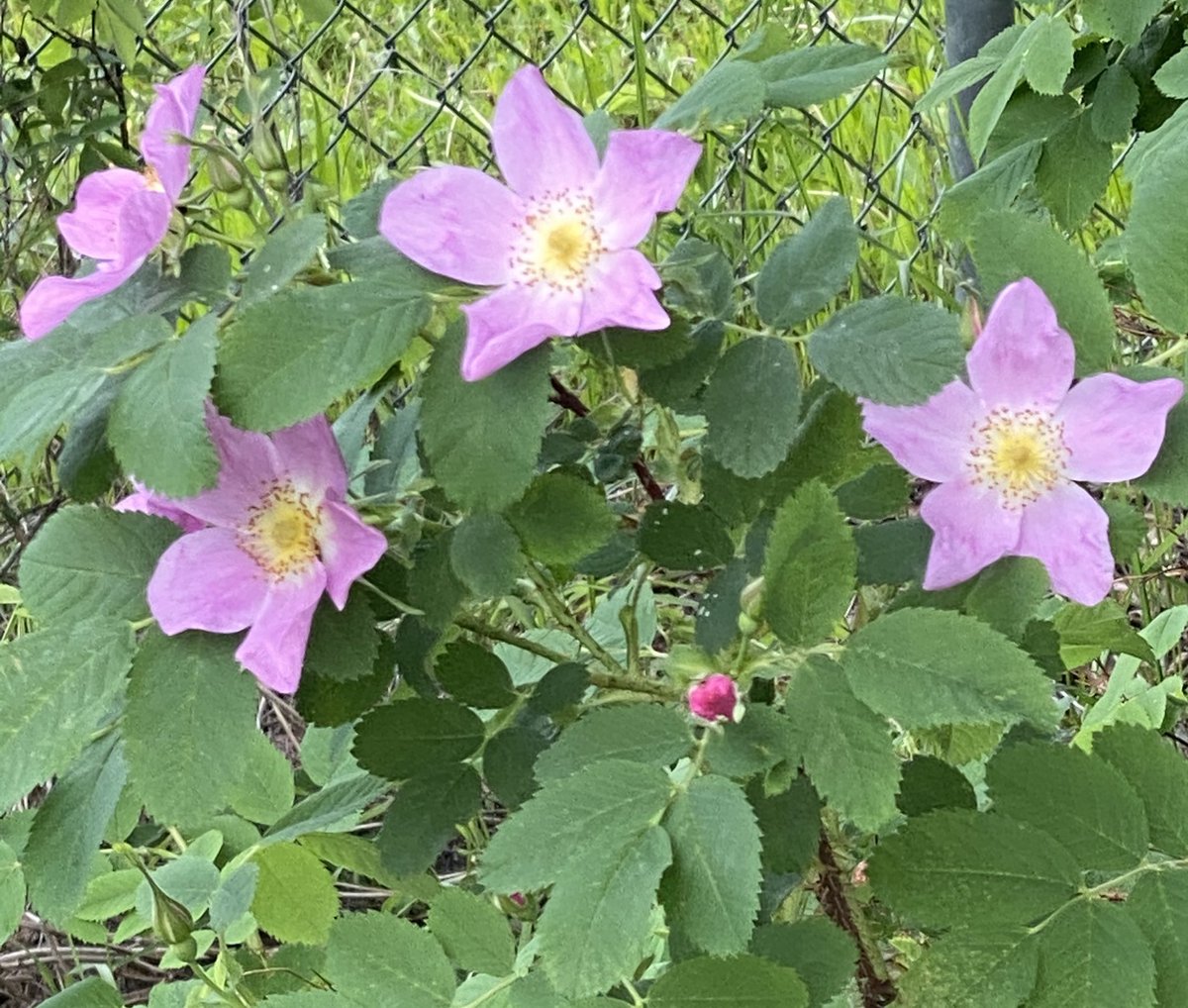 ashleebenest's tweet photo. @TimLihoreau sending you birthday wild rose for your birthday! Happy Birthday my friend! X #justgotup https://t.co/ock4OyRz2m