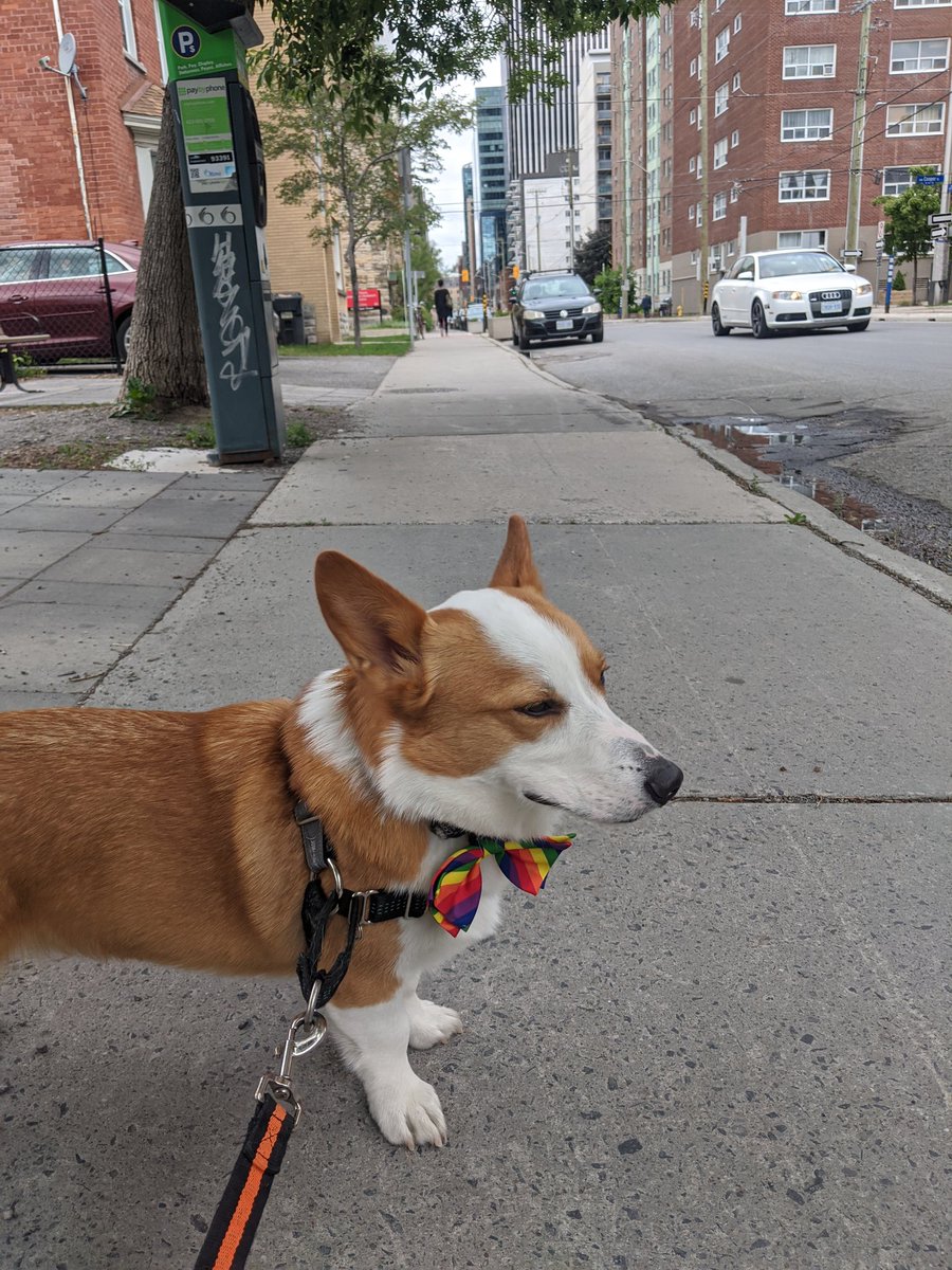 BarryRooke's tweet photo. As usual on Saturday live from Ottawa, Canada. This time walking the corgi (Sterling)! @mistajam @BBCR1 https://t.co/bj0VBnOmHX
