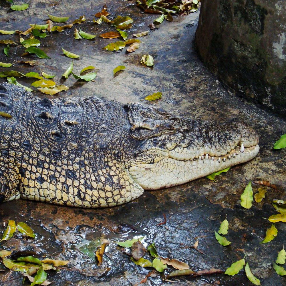Crocodile in a pond inside #WatChakrawat, the #CrocodileTemple.

📷 instagram.com/p/CBSncIRhjML/

#discoveringbangkok #bangkoksights #royaltemple #bangkokhistory #bangkokculture #templesofbangkok #bangkoktemples #bangkoktouristattraction #yaowarat #chinatownbangkok #chaophrayariver