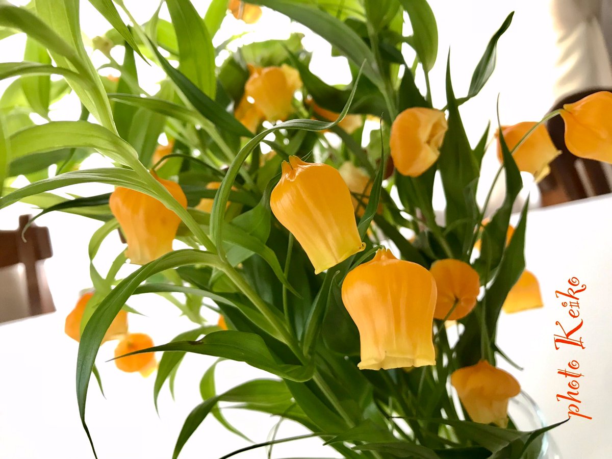 ট ইট র 押し花サロン スイートアリッサム サンダーソニアの花言葉は 望郷 祈り 愛嬌 ぷくっとした花姿は愛嬌たっぷりですネ 可愛いオレンジ色にも元気をいただきました 今日もありがとうございました おやすみなさいませ 藤井 風 Fujii Kaze