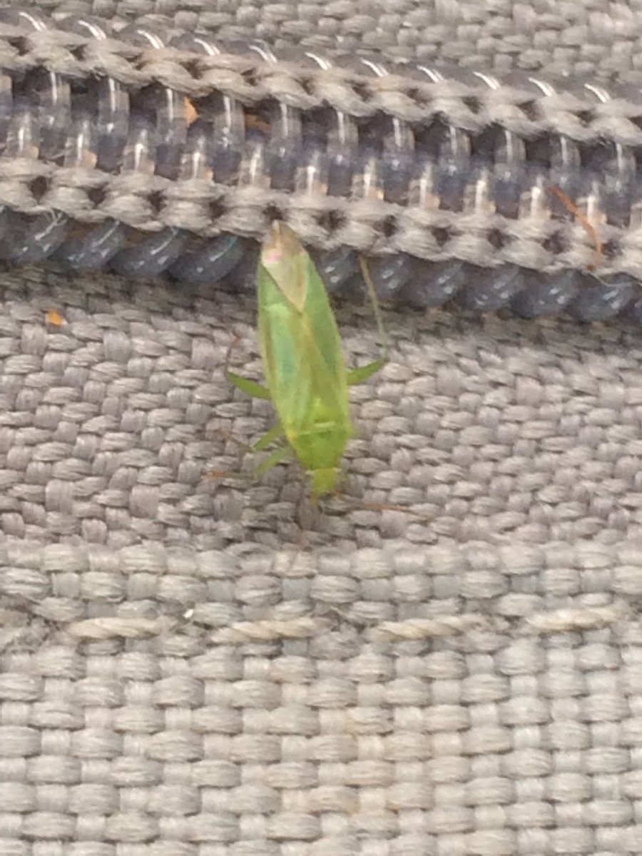 shotbert's tweet image. I’m thinking Creontiades dilutus @Simon_Robson69 @CalumUrquhart1 @SJBKnott