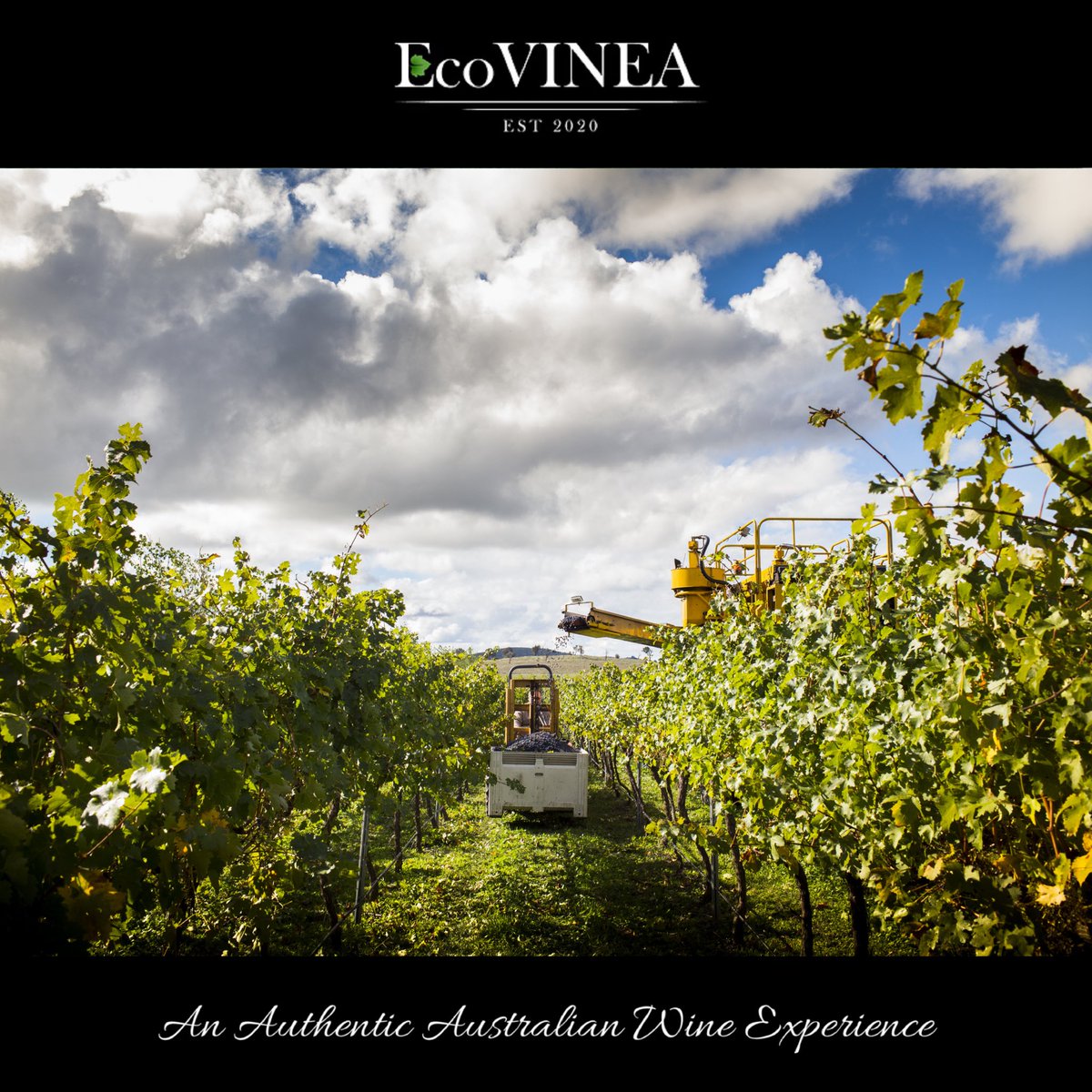 Canberra District wines deliver unique qualities derived from an environment like no other in Australia. The tranquil rural countryside around the ACT is home to 140 vineyards with more than 40 wineries with 35 minutes of Canberra.

ecovinea.com