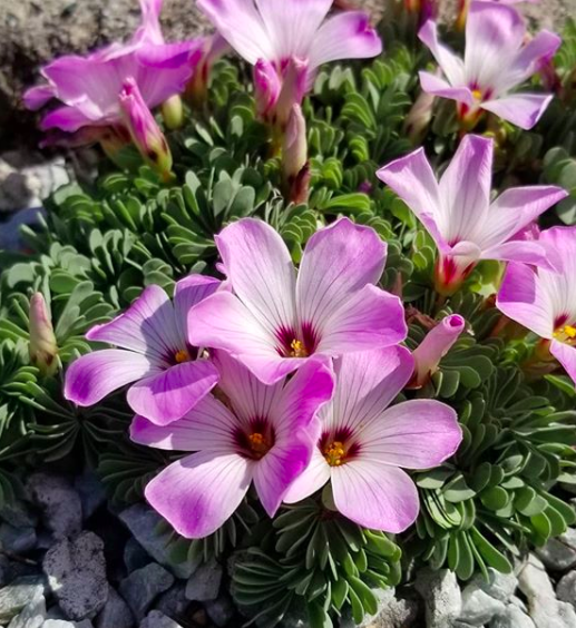 UBCgarden's tweet photo. Oxalis adenophylla blooms bright pink flowers in the E.H. Lohbrunner Alpine Garden, a beauty growing in a challenging environment. 🌸
Photo taken by Laura Caddy, Alpine Garden Curator
#ubc #ubcbotanicalgarden #resilienceinbloom #inbloom #inthegarden #garden #virtuallyvancouver https://t.co/HOxRrN70gE