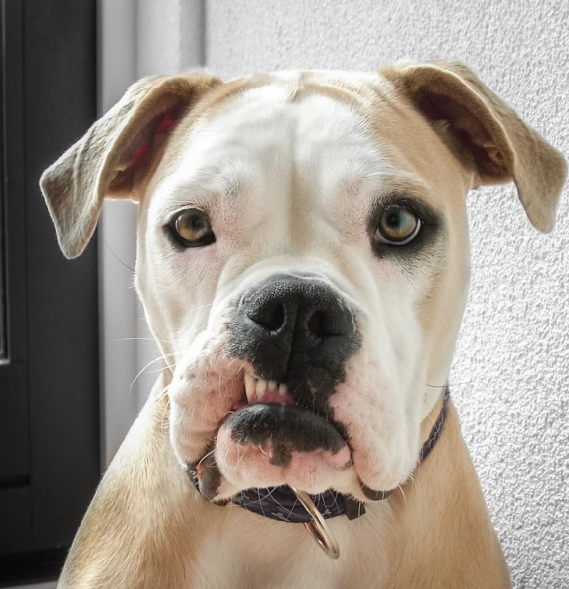 GravityFedInc's tweet image. Here is a #sneakpeek at a launch we are fired up about! The @thehugocoffee partner program set-up and went live at @impactpartech inrecord time. This was a collab effort w/ the @ThoughtLabLLC grant program. #fairtradecoffee #savedog

gravityfed.com/hugo-coffee-pa…