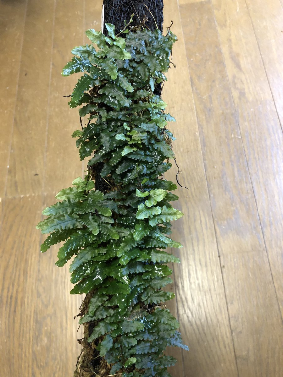 着生シダ】Teratophyllum rotundifoliatum