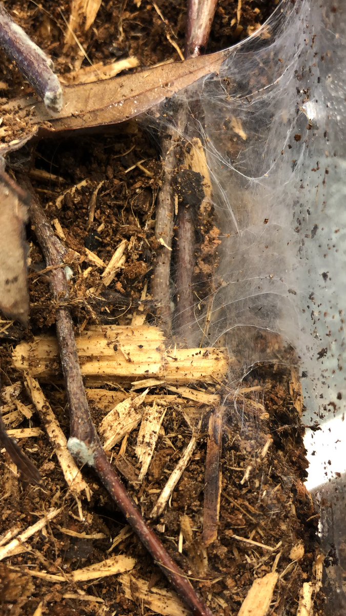 My spooder made a web #spider #tarantula #petspider #pettarantula