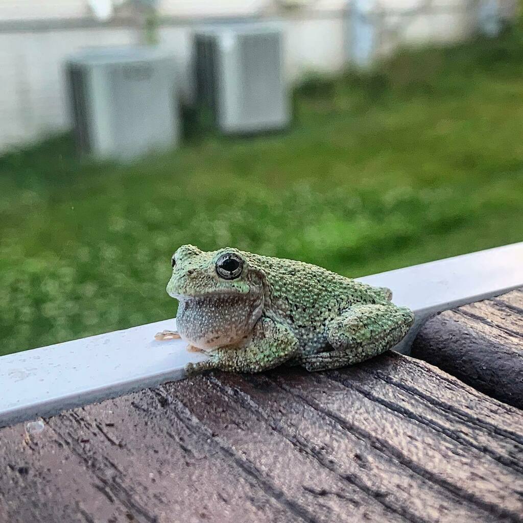allthingsfadra's tweet photo. Dinner and a show on the deck tonight. This is the first year we’ve ever seen tree frogs 🐸 at our house but we also saw a Barred Owl 🦉 at the edge of the woods tonight. It’s a regular National Geographic up in here tonight! #treefrog #treefrogsofinstagram #decklife #dailydos… https://t.co/bAeJprUMJP