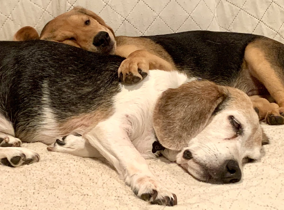 HaneyHounds's tweet photo. Boomer/Zoomer ❤️ https://t.co/cHDiAojUEP