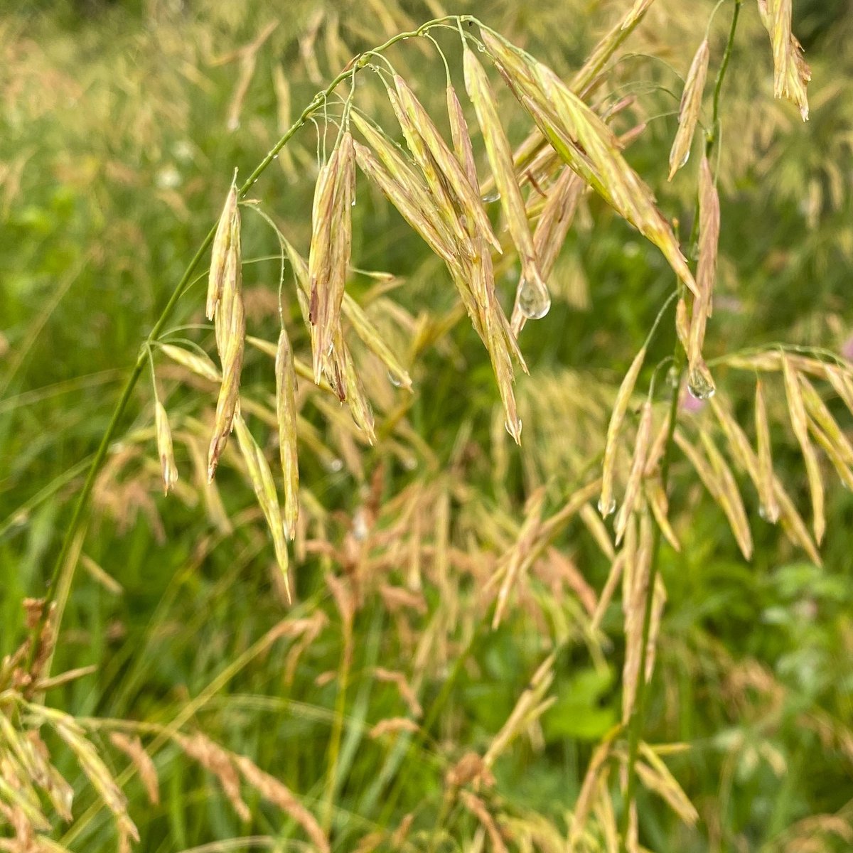 Blue Ox Farm tweet media