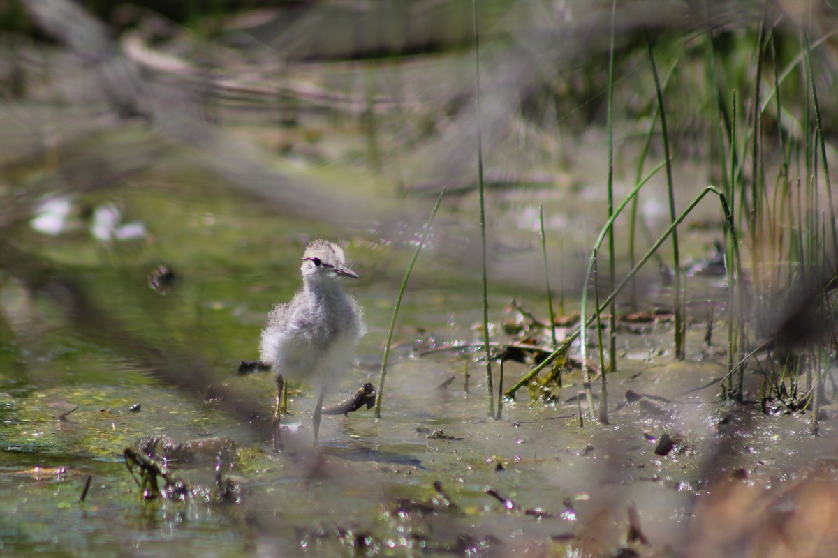 Newly fledged Spotted Sandpiper

#Sandpipers 
#COBirds
#Spring
