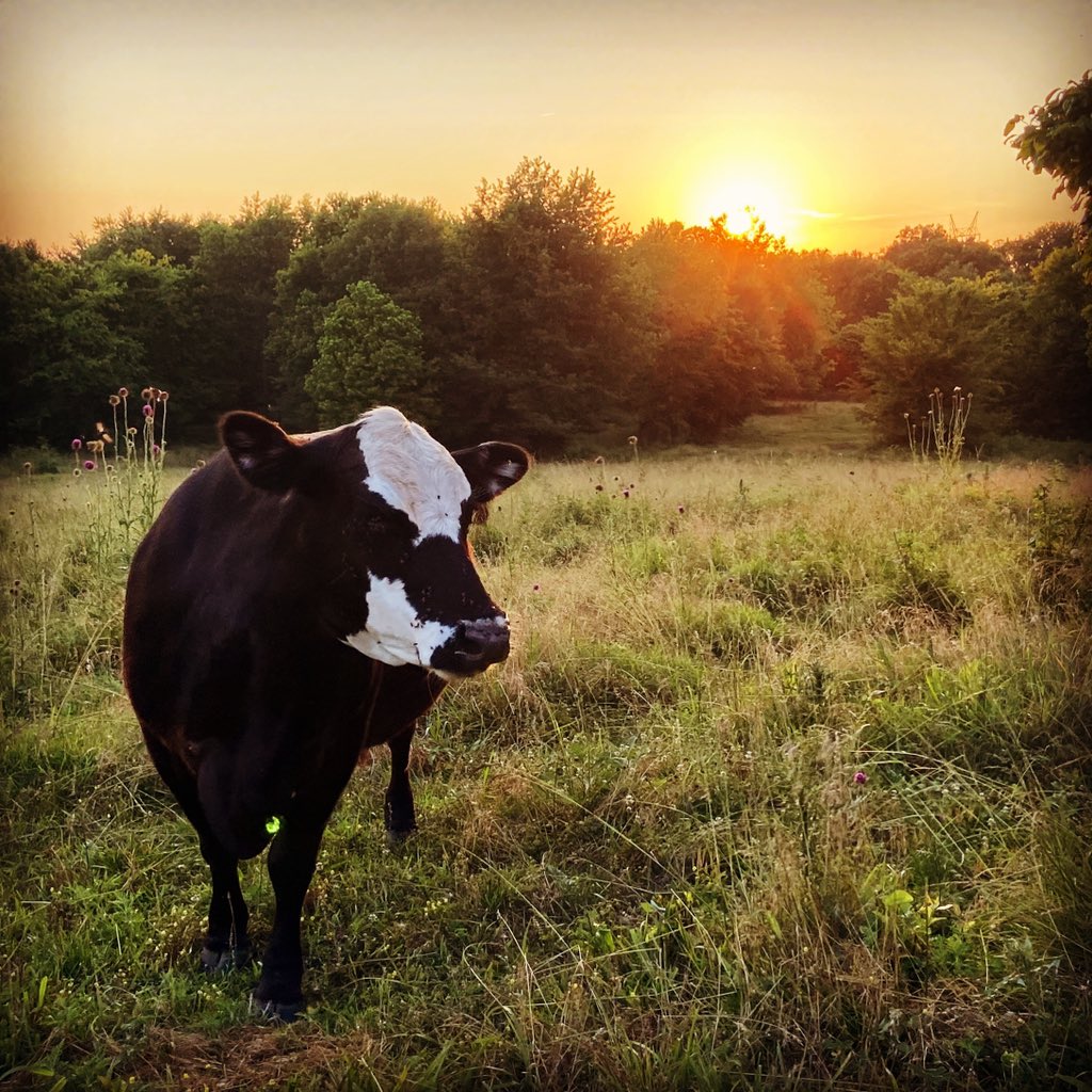 #farmlife #columbiatn #tennesseelife #tennessee 🐄 ☀️