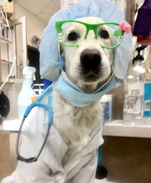 Today we had a great discussion on wards about  #delirium in the elderly. Delirium is miserable for the patient, can put them at risk for injury, and can lead to longer hospitalization + more complications.A thread(w/ dogs for no good reason) 1/  #medtwitter  #MedStudentTwitter