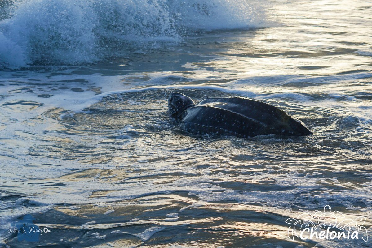 CheloniaPR's tweet photo. ¡Hacia una nueva aventura! 
Ya estamos en los últimos meses de la temporada de Tinglar en nuestras costas. Hasta el mes de septiembre las tortugas seguirán naciendo en nuestras playas 
¡Protégelas!

#cheloniapr #chelonia #tortugas #tinglar #leatherback #water #ocean #beach https://t.co/BEhzQ9jT61