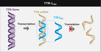 What does this silencer do? It is a 2nd generation of the already approved inotersen. Its current name is AKCEA-TTR-Lrx. Similar to inotersen, it is an anti-sense oligonucleotide (ASO) --> targets TTR pre-mRNA to inhibit TTR production (both wt and vTTR)