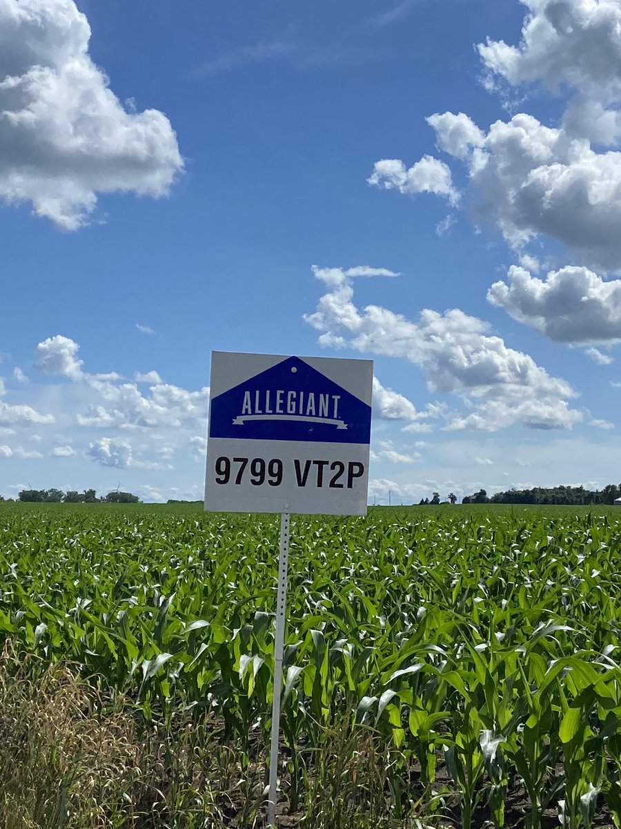 <a href="/AllegiantSeed/">AllegiantSeed</a> Highway 59 south of Marshall, MN has a common theme and is just a beatiful drive today. <a href="/LonghenryAG/">Travis Longhenry</a> <a href="/BubbaMeier66/">Brian Meier</a> <a href="/JerryRBeck/">Jerry Beck</a>