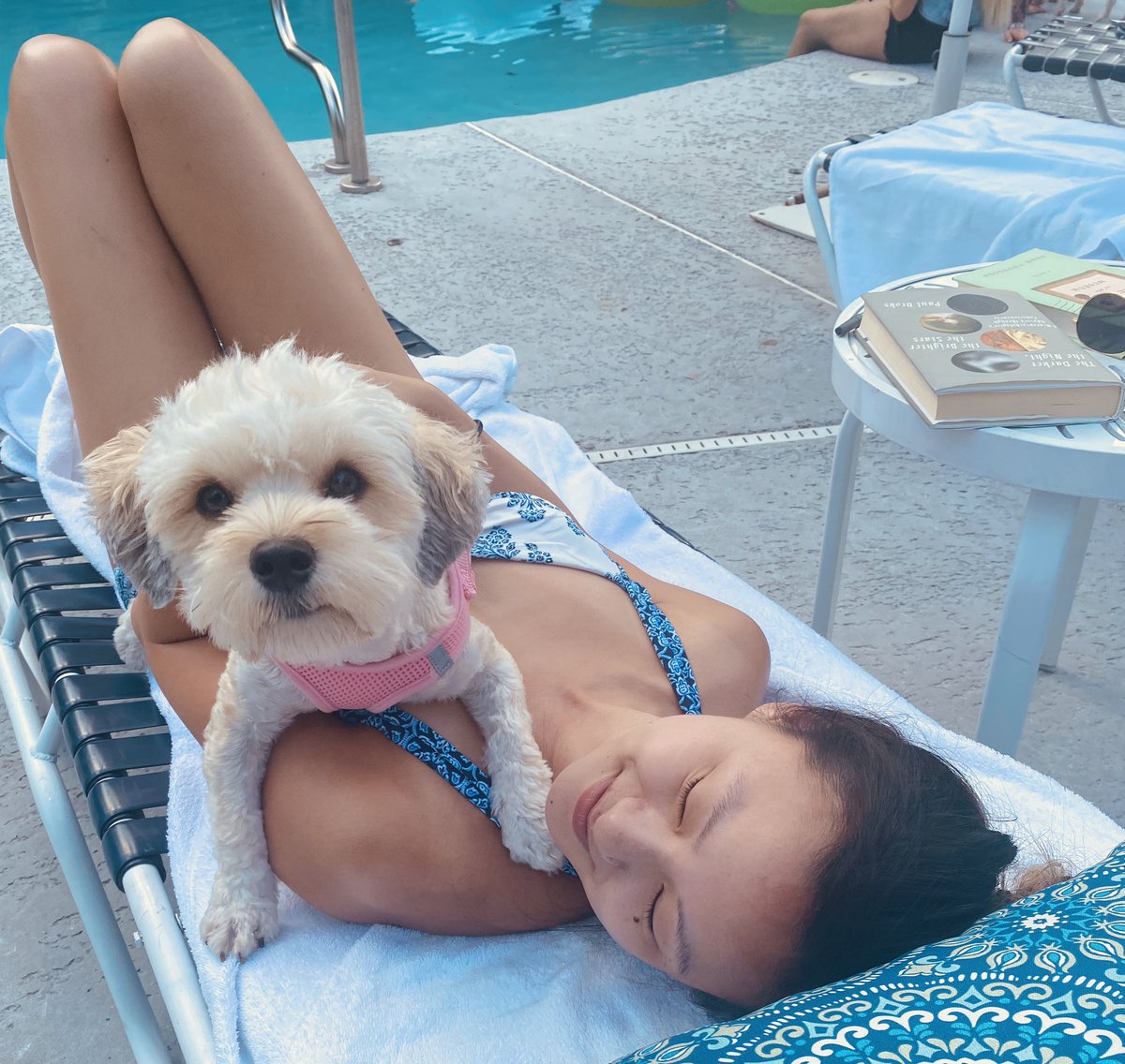 life is ruff for the Colville Havanese puppies