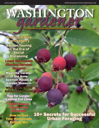 WDCGardener's tweet photo. Learn 10+ Secrets for Successful Urban Foraging in the June 2020 issue of Washington Gardener Magazine - https://t.co/3vn77Xxfm9
#gardendc #foraging #dcfoodie #dcgreen
#DMV #DC #MD #VA #DE #PA #WV https://t.co/vhqXl5hgfz