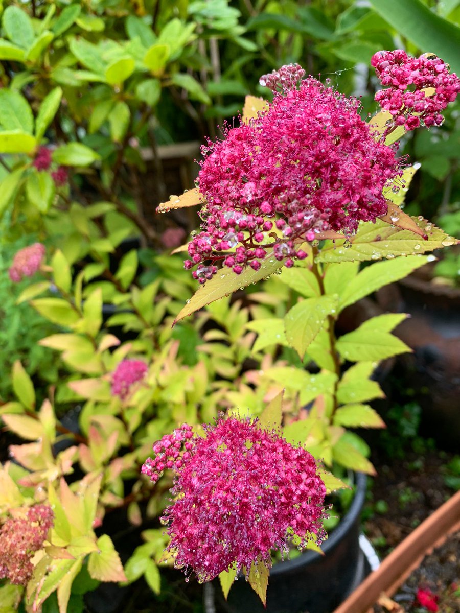 ChrisseaTea's tweet image. #GoodbyeSpring 👋🏻 .. see you next year!🙏🏻💚🌿💚🌿💚🌿 Love you!🌼🌷 #JapaneseMeadowsweet