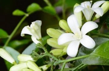 ミルクジャスミン