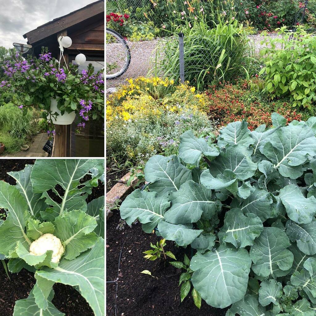 Sehen‘s wir positiv: Der Dauerregen der letzen Tage war schon ganz gut - für die Natur. Aber jetzt dann bitte Sonne! ☀️☀️☀️ #münchen #westpark #münchenliebe #munich #gartenliebe #garten #sendling #munichstagram #münchenstagram #münchenblogger #sendl… instagr.am/p/CBq8RT0gOug/