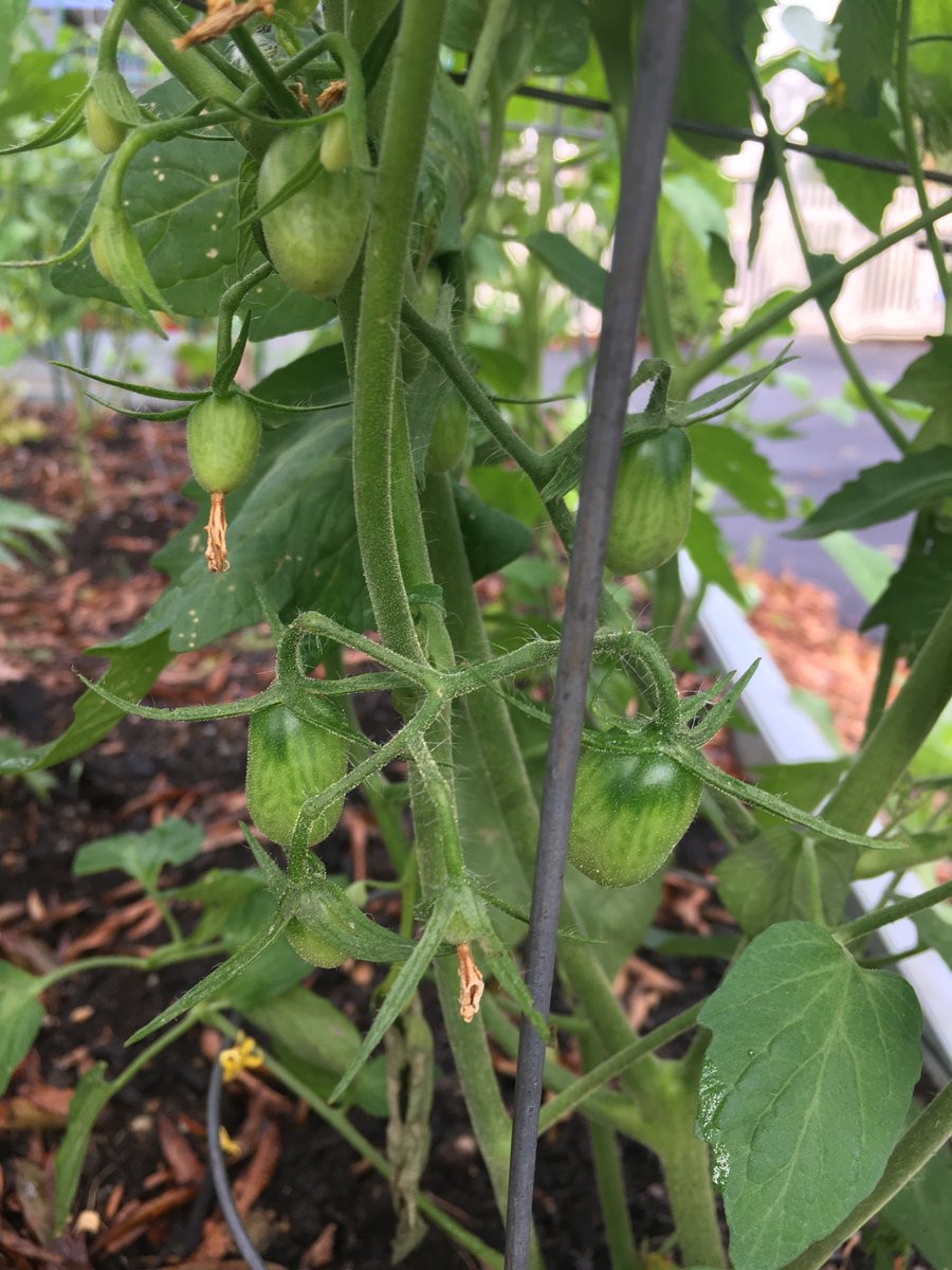 tomatoes and peppers the deluge is upon us