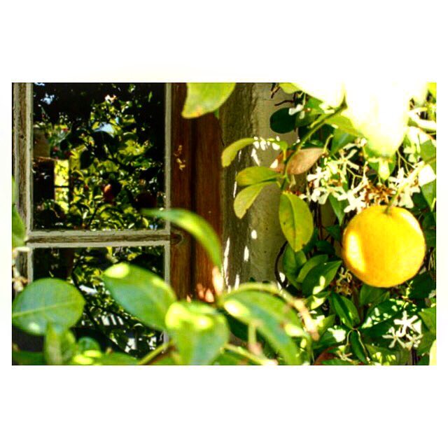 NDPL13's tweet photo. |ACIDULÉ|
#picoftheday
Citrons et reflets du meilleur effet !!
#citron #lemon #citronnier #instalemon #yellow #pantonecolors #pantone2020 #eguilles #canonphotography #canonfrance #garden #lemontrees #igersfrance #igersaixenprovence #departement13 #sudest_focus_on #summer https://t.co/cyehAhbBvi
