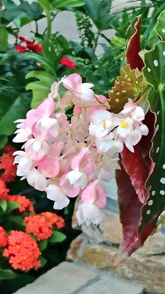 Hanabi 花と緑のデンパークー2 ᴗ 綺麗なお花 ๑ ㅁ ๑ デンパークのお宝だよ デンパーク デンパークコレクション ドンペアセミノール 木立ベゴニア アメリア アザレアツバキ
