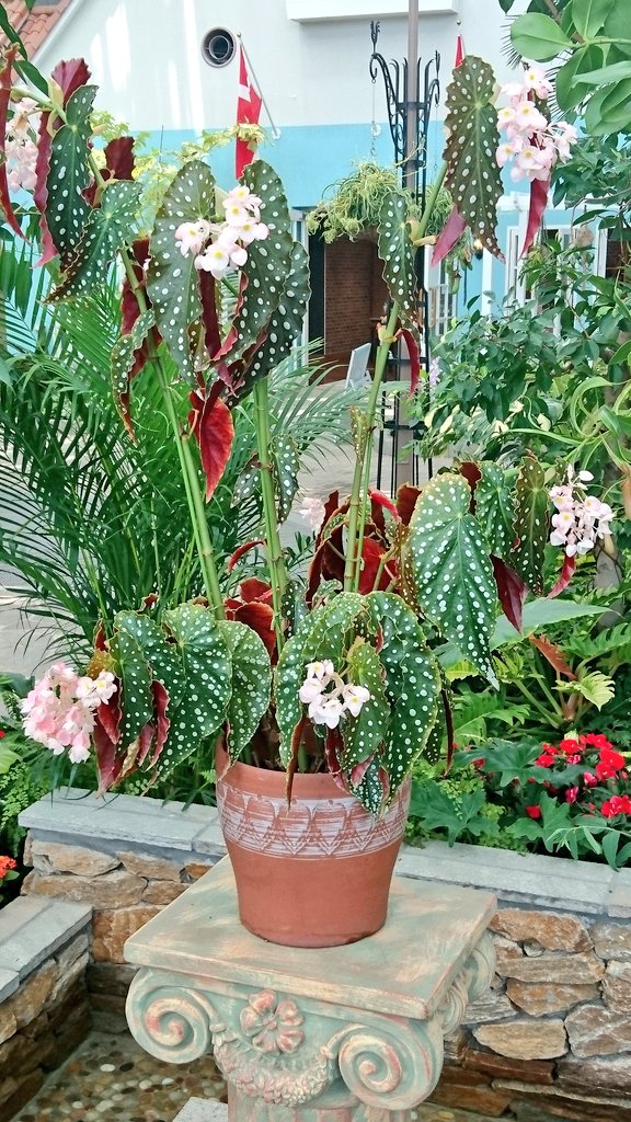 木立ベゴニア アメリア Twitter Search Twitter