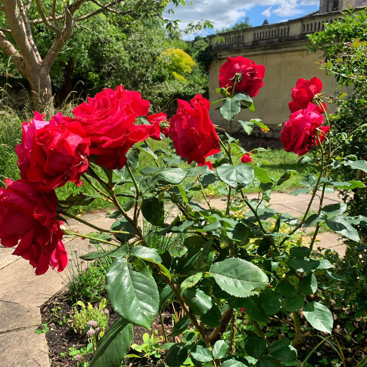 SusanTomes's tweet photo. Quaker Star Rose flowering today in the Quaker Burial Ground, Bath. We are looking forward to welcoming visitors again soon. @BathQuakers @Widcombe_Bath https://t.co/2A00rWlORI