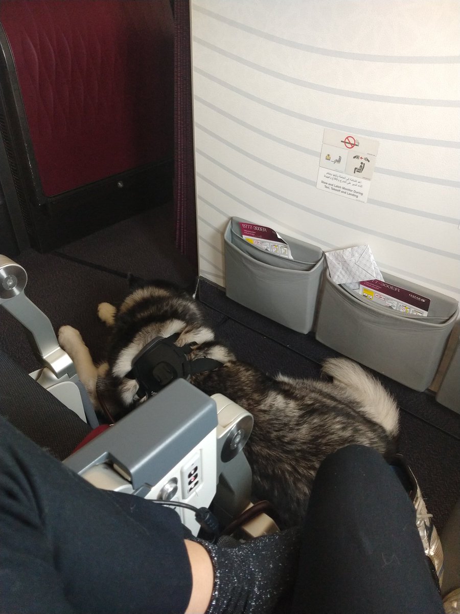 2020Kpoa's tweet photo. @qatarairways can you please explain why your office in Kuwait is not allowing a passanger to check in on his flight (Chicago - Kuwait)with his dog while he has a permit from Kuwait's authorities?? This also happened on June 10th, and they eventually got on board. https://t.co/sMYo8SXkzL