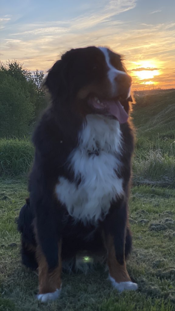 bunsenbernerbmd's tweet photo. The #SummerSolstice is upon us!  The sun has travelled the longest path through the sky and thus has the most sunlight.  The North Pole is tilted about 23.4 degrees so lots and lots of sun!  Maybe that’s why Beaker looks really shiny and I’m so hot!!!! #Solstice #science https://t.co/kwtWBnVHCp