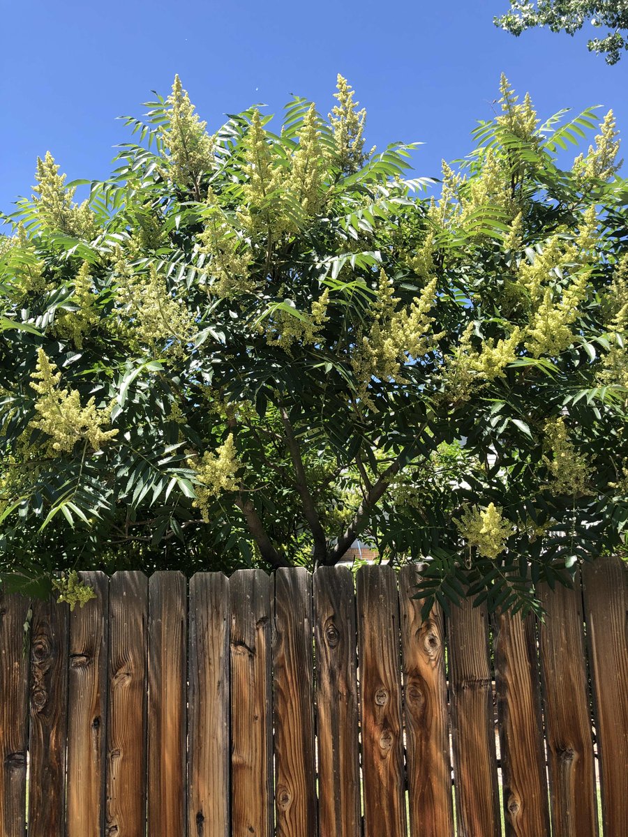 BVAAClinics's tweet photo. Happy first day of summer! I was out biking in Boulder county today and saw trees, grasses, and weeds in bloom. Summer may look a little different for you this year but make sure your allergy symptoms are under control so you can treat yourself to some time outdoors. https://t.co/TbxNfeMdzW