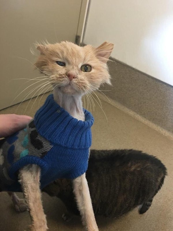 gnuman1979's tweet photo. Isn't there a cartoon cat that looks like that? https://t.co/gjoh6pIz5G