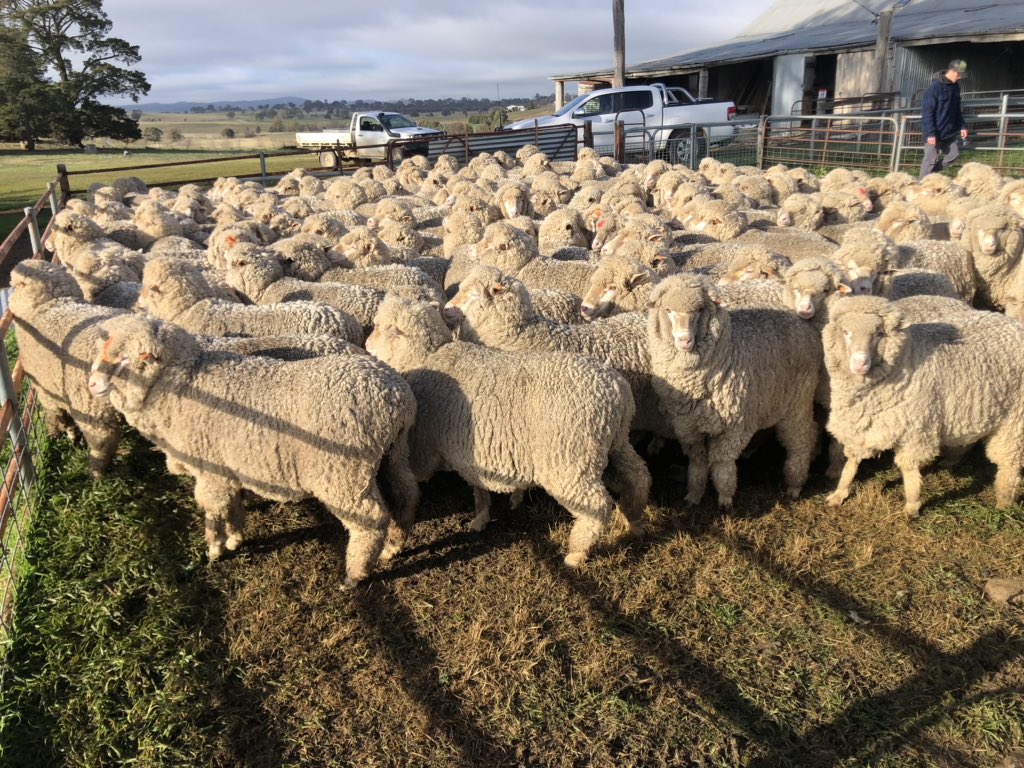 bogo_merinos's tweet photo. Out at a clients classing this week. Great to see the progress the sheep have made in just 5 years since moving to Bogo.  Shearing starts this week, as always looking forward to seeing how they go.  #bogomerino #bogoisthego #clientssheep #classing #merino #pathwaytoprofitability https://t.co/XeirnjMqTj