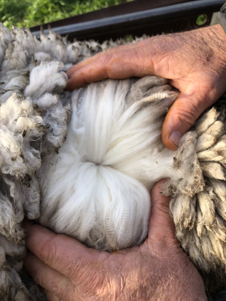 Out at a clients classing this week. Great to see the progress the sheep have made in just 5 years since moving to Bogo.  Shearing starts this week, as always looking forward to seeing how they go.  #bogomerino #bogoisthego #clientssheep #classing #merino #pathwaytoprofitability