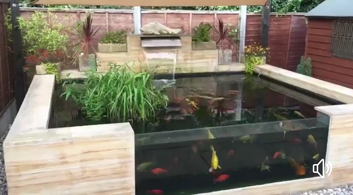 AmazonAquatics1's tweet image. Adding a #glasswindow to your pond adds another dimension, it's expensive but well worth it as you can see in tonight's #aquarium/#pond of the day #aquascaping #aquariums #freshwateraquarium #plantedaquarium #aquariumoftheday #plantedtank  #aquariumgoals #ponds #koipond #staysafe