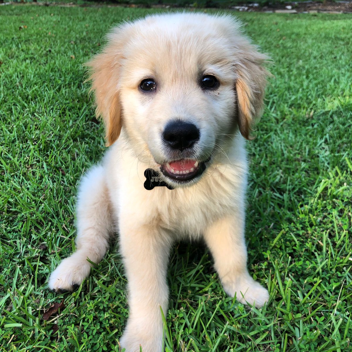 Seriously, THE FACE!🐶❤️