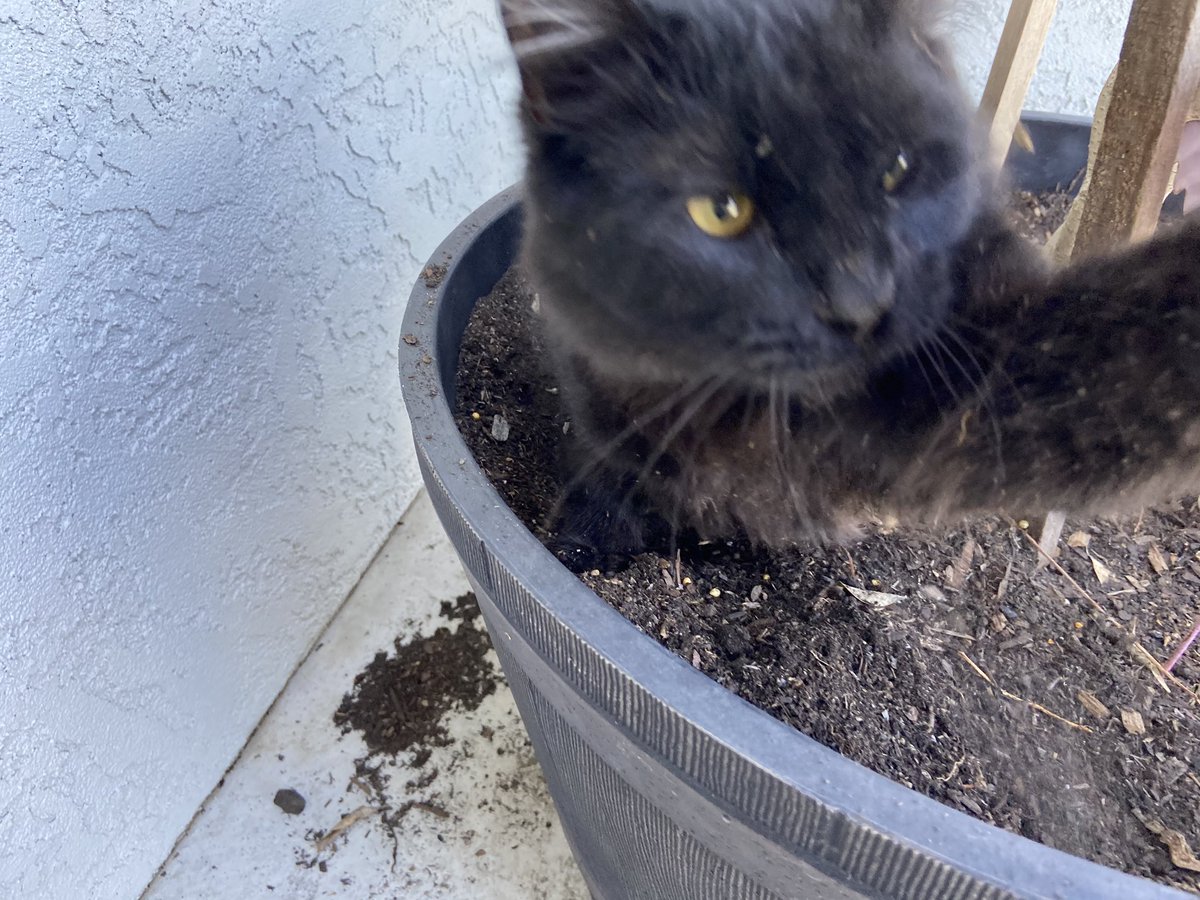 n_giesbrecht1's tweet photo. Lmk if you see Boston in the Peggy heller/shafer lakes area. This mf is so chill, pick him up if you see him ❤️😔 https://t.co/k8TmtRxgFc