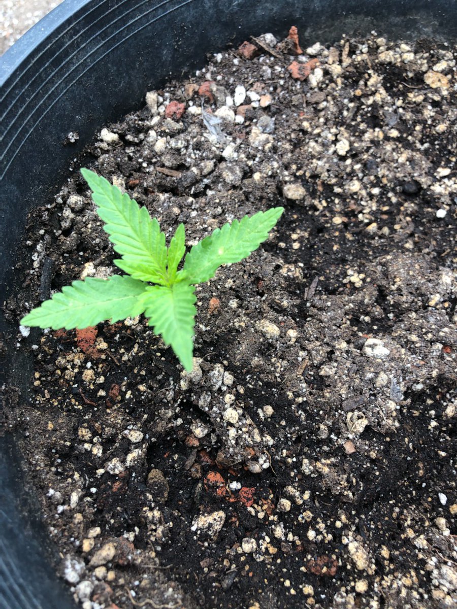 DocFrankel's tweet image. Here is a baby CBD plant that I think will be a winner.