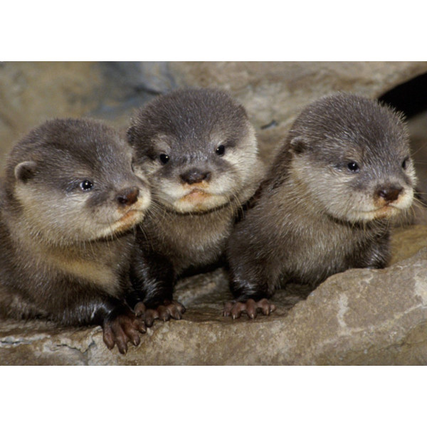 a trio of baby #otters
#babywildlife